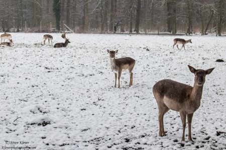 Deer In The Snow V2-