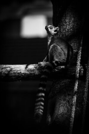 Lemur Belgrad BW