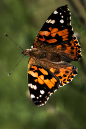 Schmetterling Closeup 4
